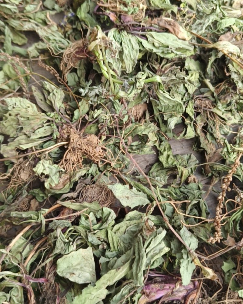 野葱，车前草，蒲公英，香椿，红薯粉