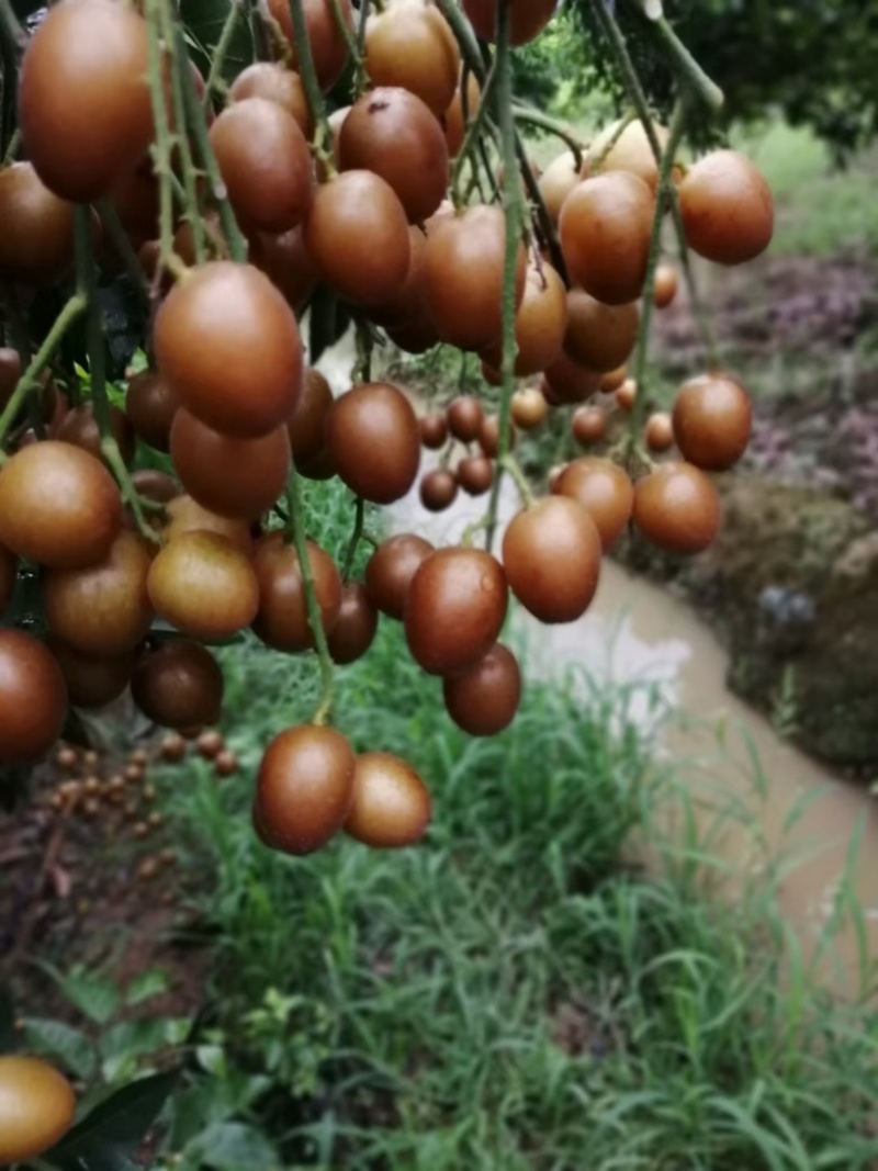 黑黄皮正品嫁接苗，贵妃黄皮苗，鸡心黄皮苗