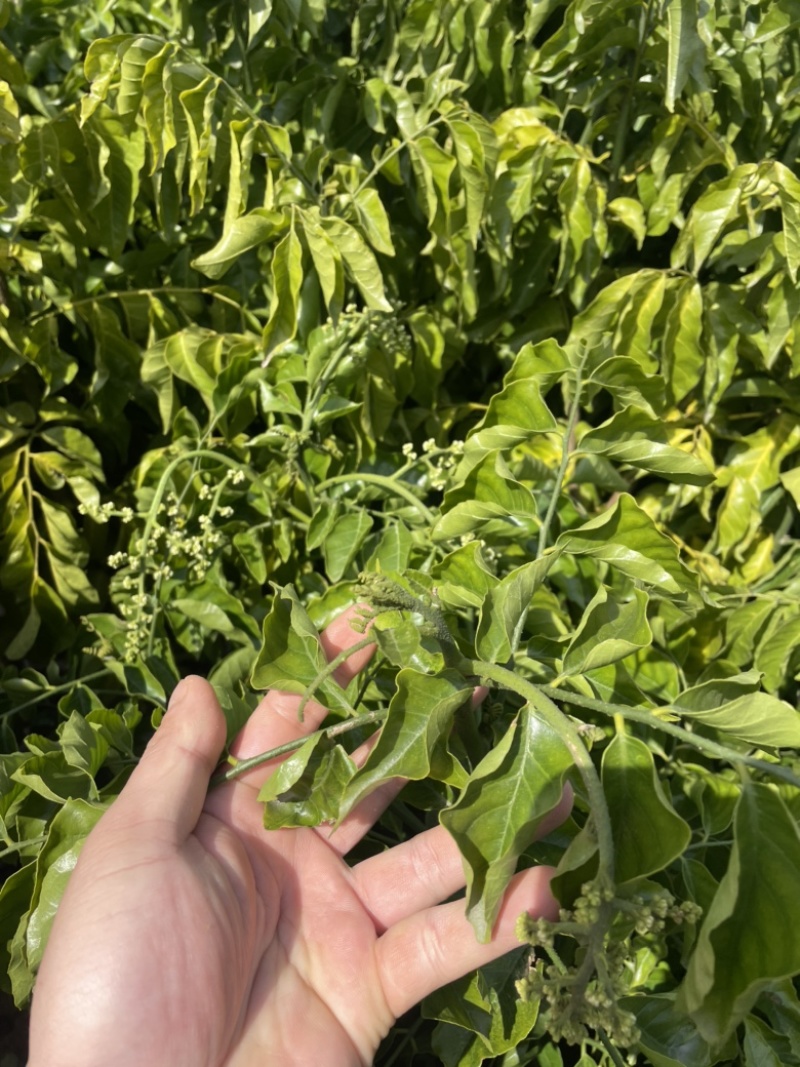 黑黄皮正品嫁接苗，贵妃黄皮苗，鸡心黄皮苗