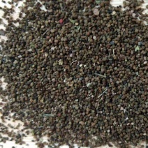 半枝莲种子，半枝莲子，5斤以上非边远地区包邮！