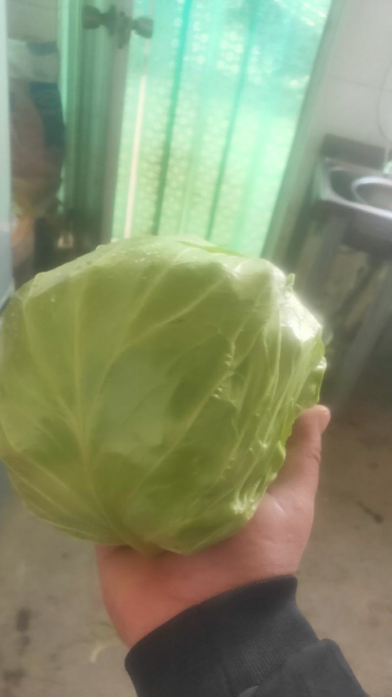 甘蓝上市供应中