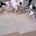 猎兔犬喜欢的朋友联系