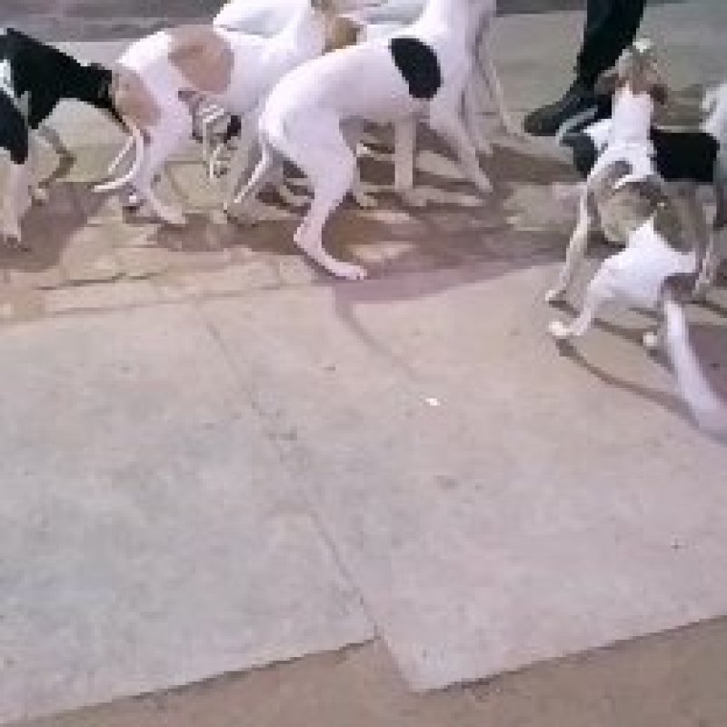 猎兔犬喜欢的朋友联系
