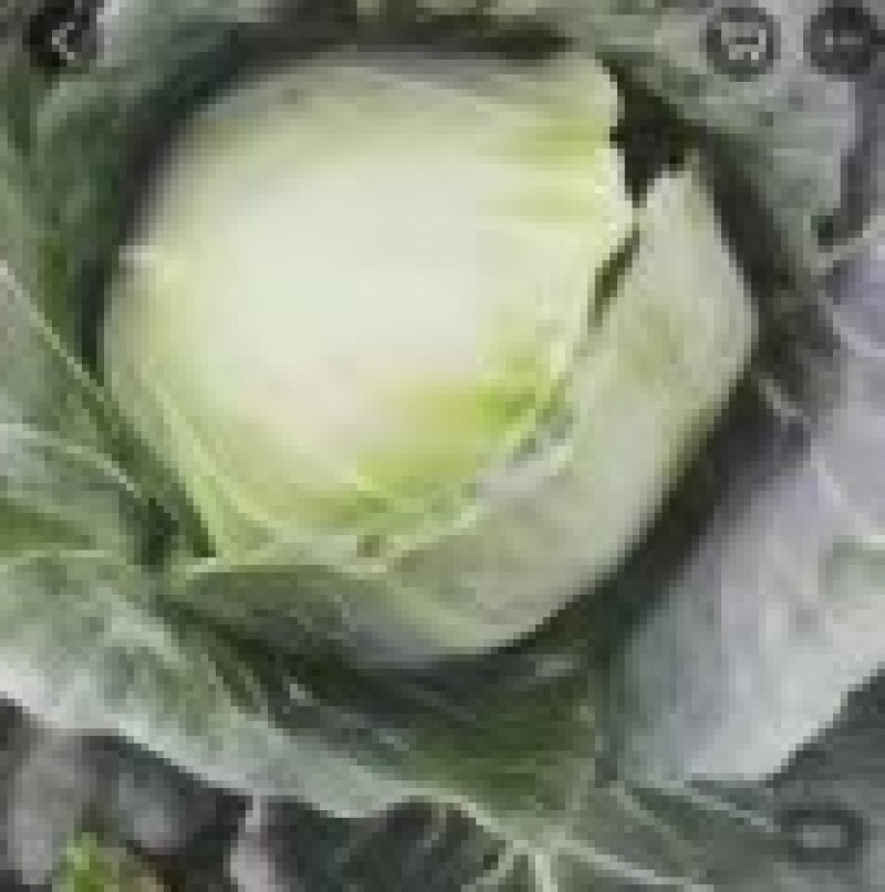 包菜整车出需要联系