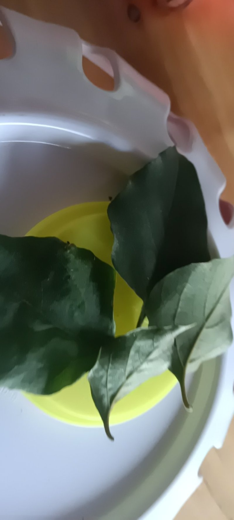 农民自种的金银花叶现摘现发，1斤为—件包邮。