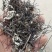 通经草通筋草铜丝草农副产品不满意可退换货