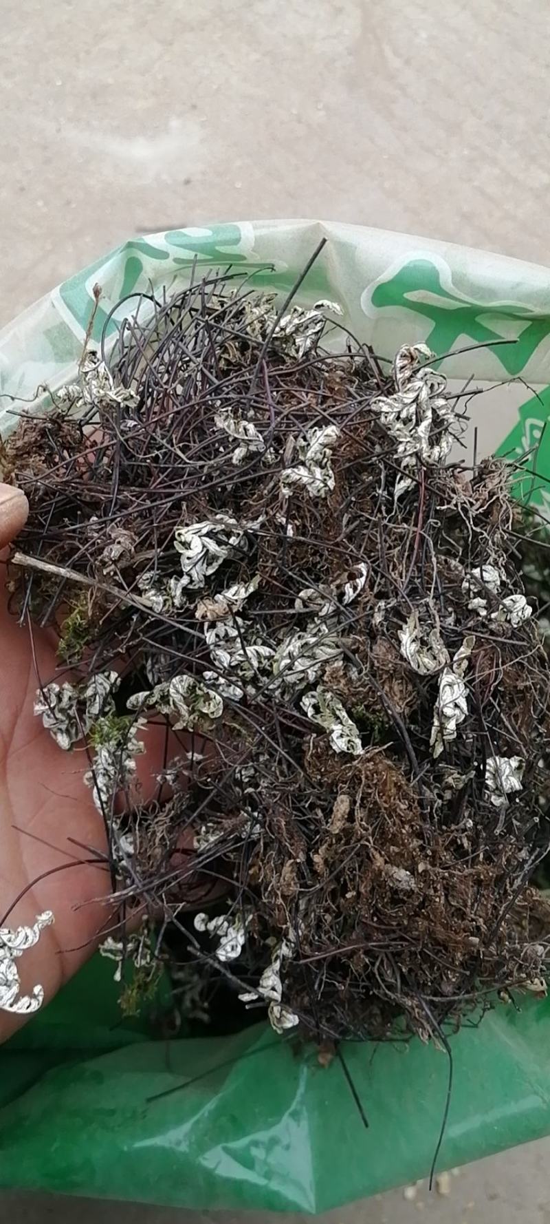 通经草通筋草铜丝草农副产品不满意可退换货