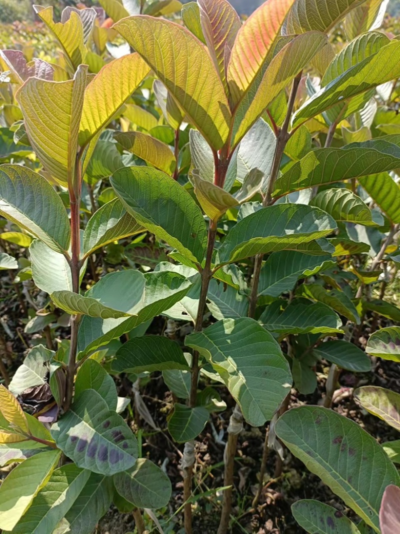 红宝石番石榴苗，正品嫁接苗，当年种植当年结果