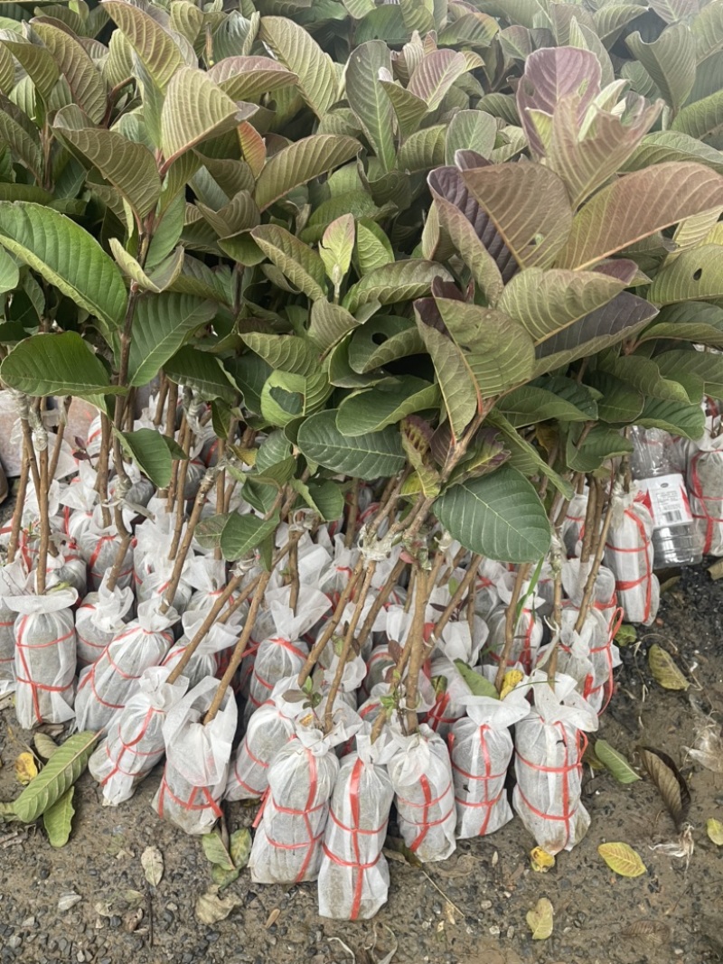 红宝石番石榴苗，正品嫁接苗，当年种植当年结果