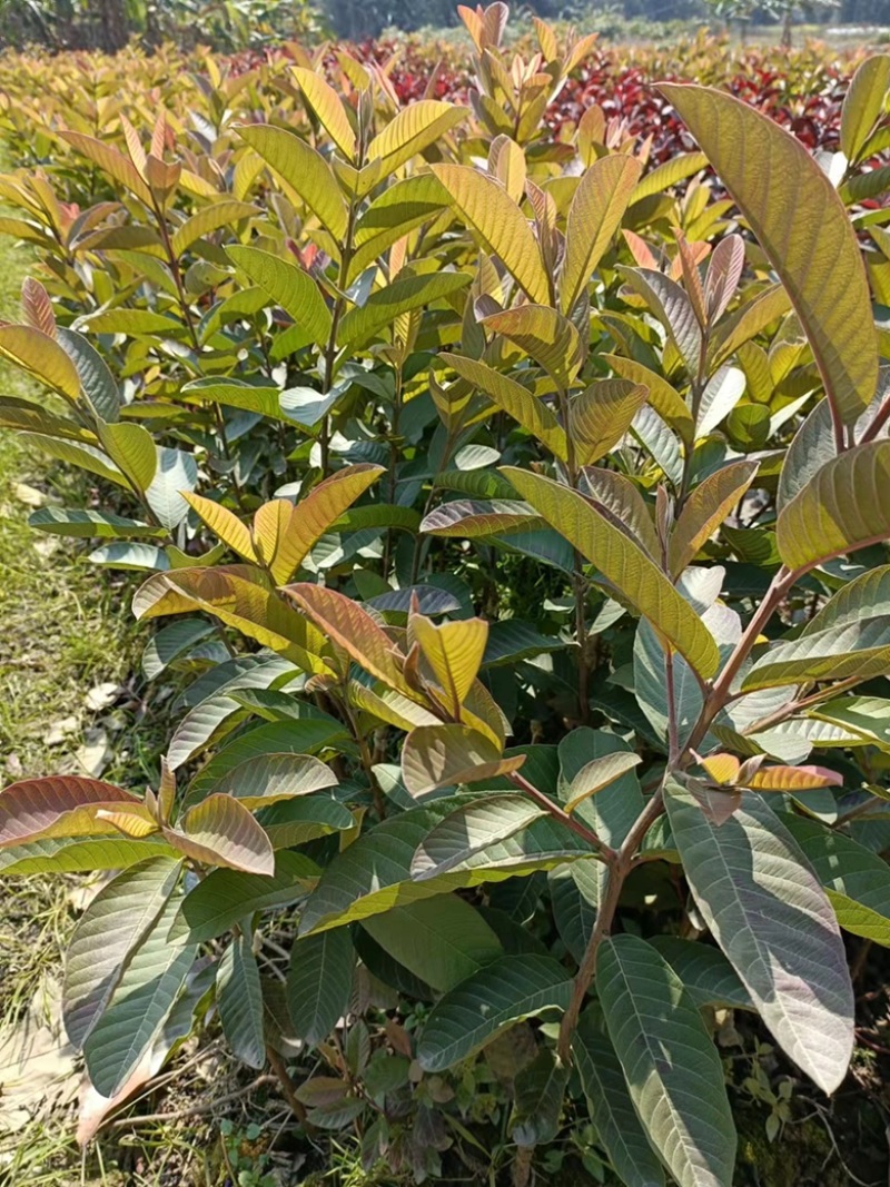 红宝石番石榴苗，正品嫁接苗，当年种植当年结果