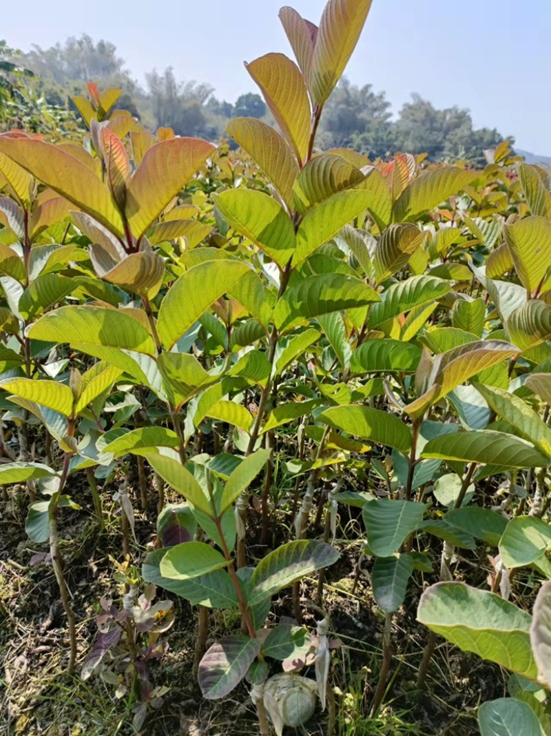 红宝石番石榴苗，正品嫁接苗，当年种植当年结果