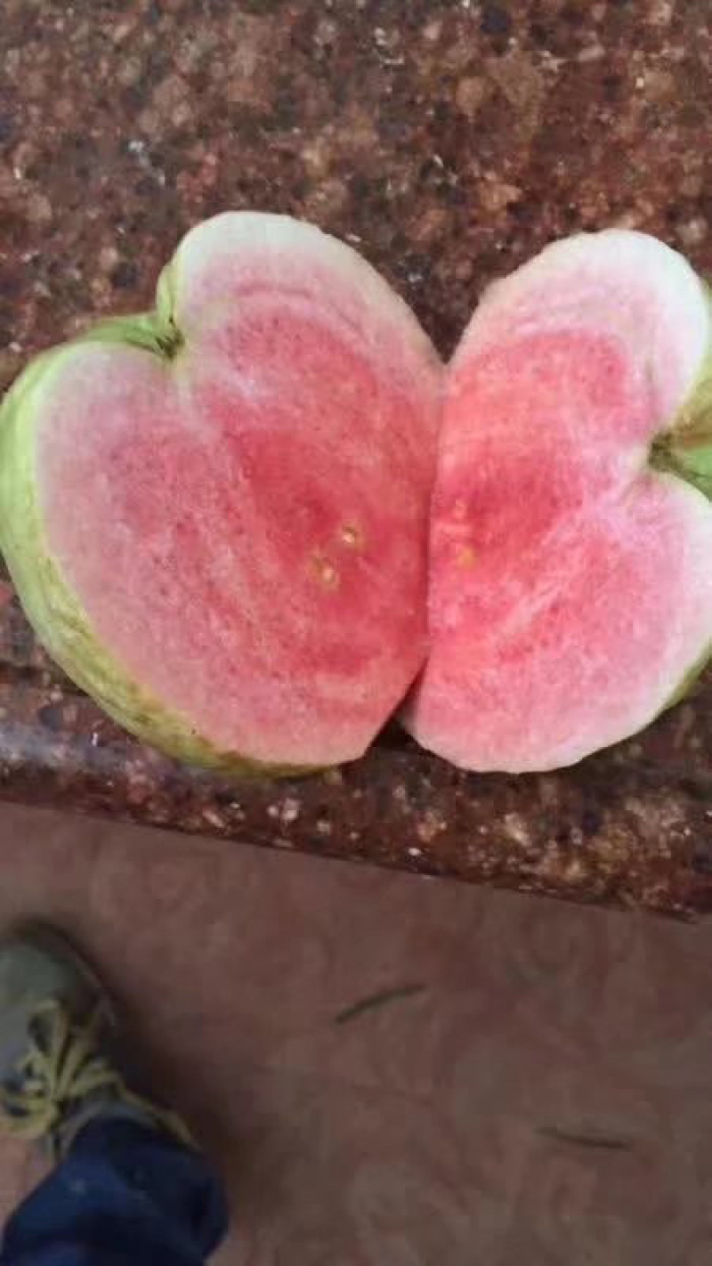 红宝石番石榴苗，正品嫁接苗，当年种植当年结果