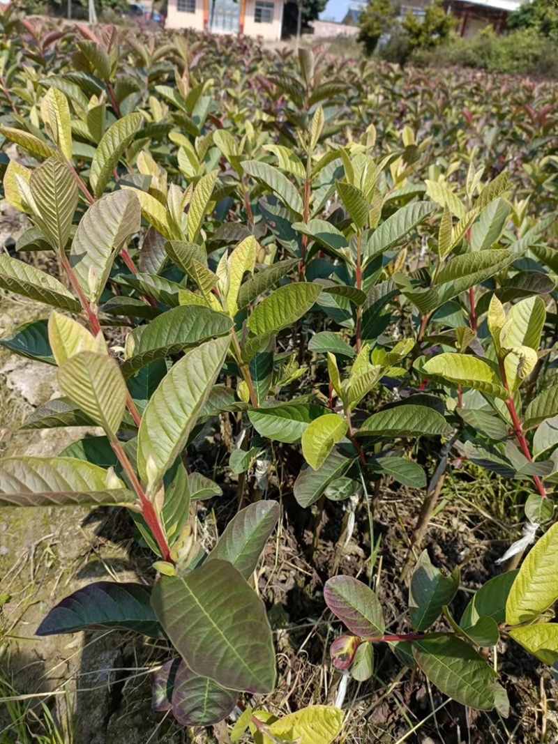 红宝石番石榴苗，正品嫁接苗，当年种植当年结果