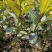 红宝石番石榴苗，正品嫁接苗，当年种植当年结果