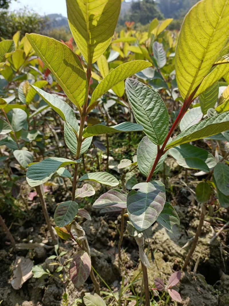 红宝石番石榴苗，正品嫁接苗，当年种植当年结果