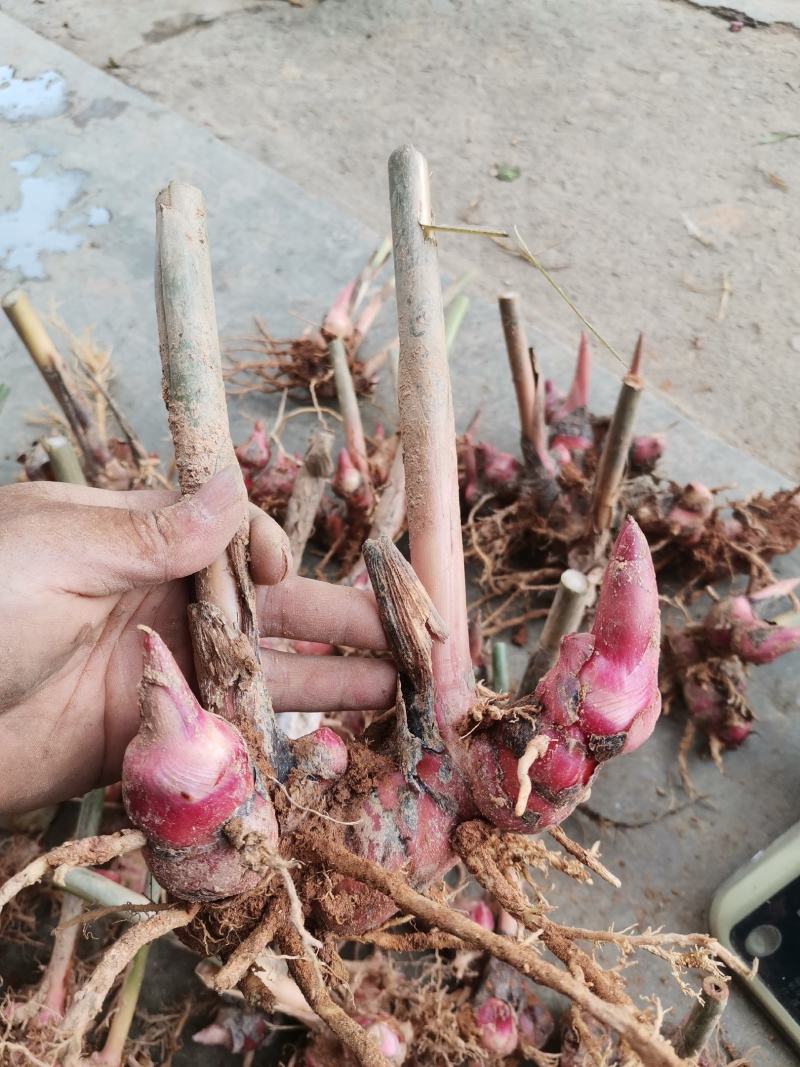 红皮南姜苗山姜苗种苗姜苗野生南姜高良姜芦苇姜苗现挖