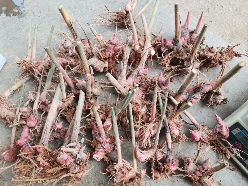 红皮南姜苗山姜苗种苗姜苗野生南姜高良姜芦苇姜苗现挖