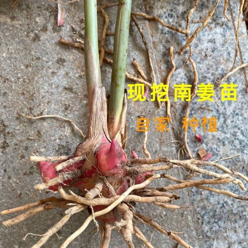 新鲜南姜苗良姜种苗带土带芽新苗可盆栽多芽易活