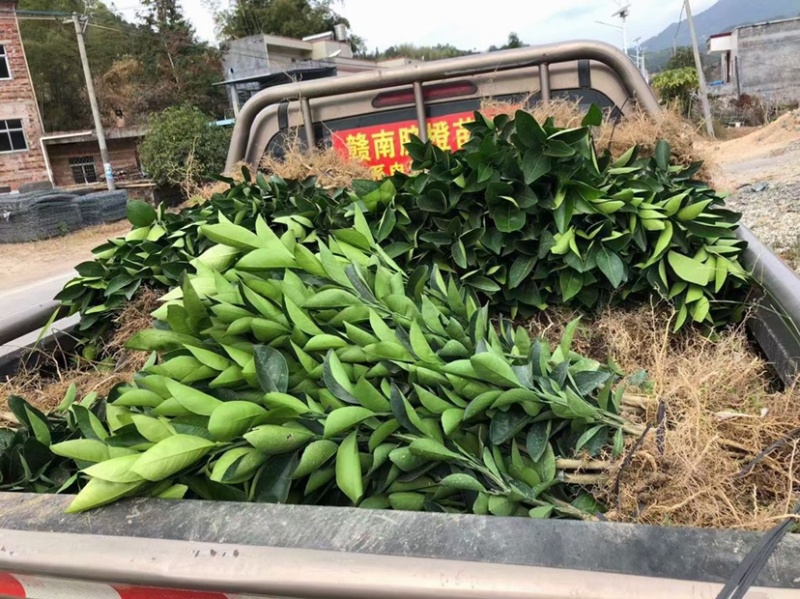 江西赣南脐橙苗嫁接纽荷尔脐橙苗卡拉卡拉血橙苗