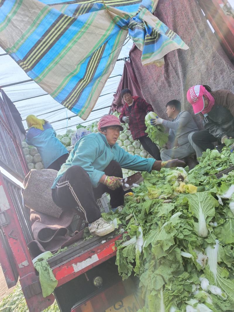 黄心大白菜大量上市中