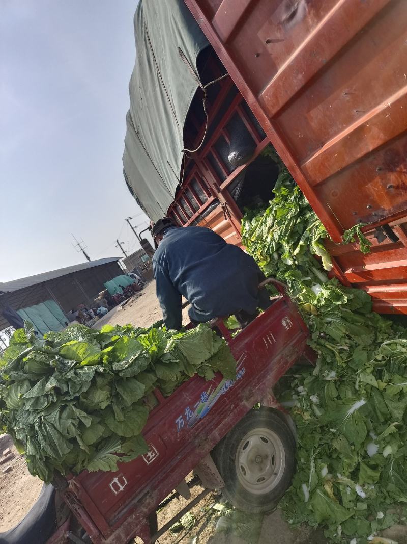 黄心大白菜大量上市中