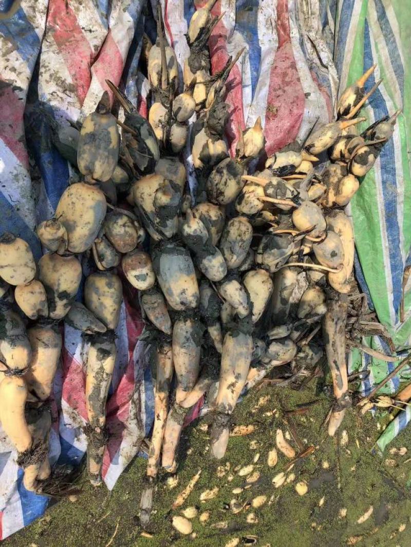 纯种三五藕苗发货中欢迎大家光临
