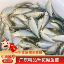 牛商推荐禾花鲤稻田鲤鱼黄河鲤鱼苗鲤鱼苗鲤拐子鱼苗