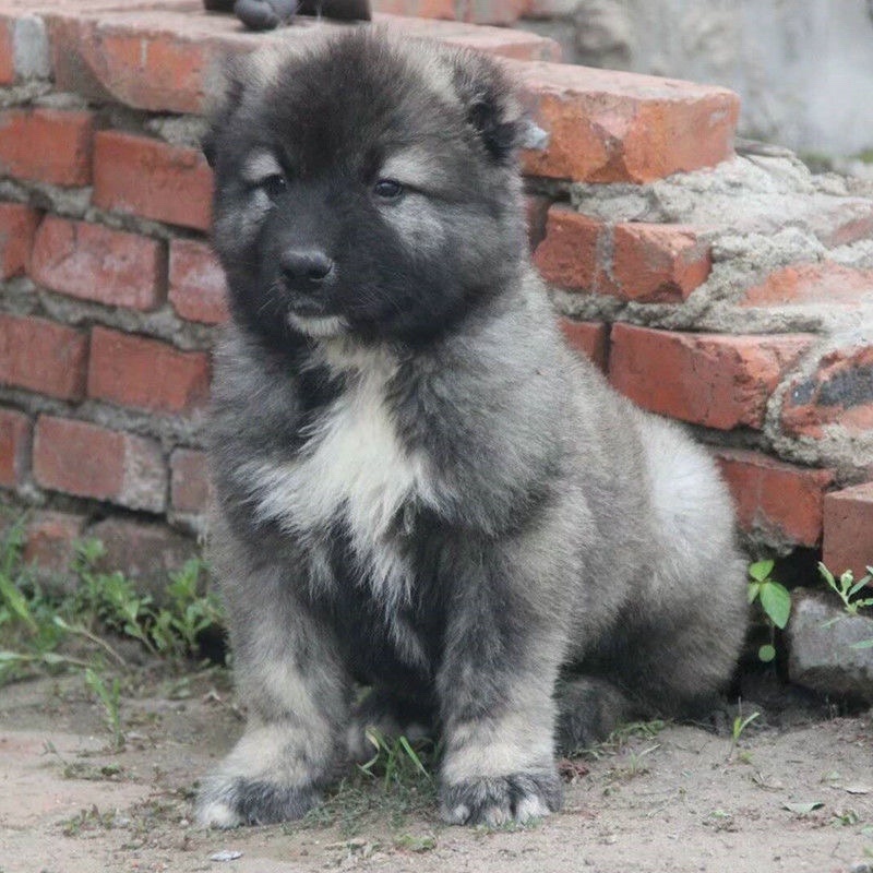 高加索犬高加索幼犬巨型纯种熊版高加索猛犬俄罗斯大型犬