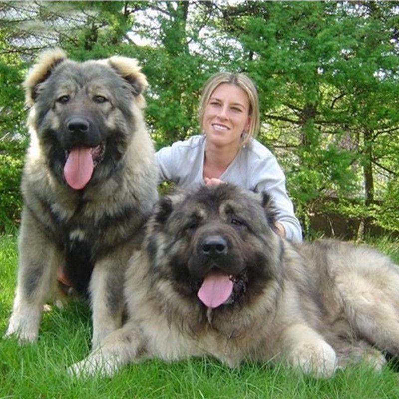 高加索犬高加索幼犬巨型纯种熊版高加索猛犬俄罗斯大型犬