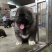 高加索犬高加索幼犬巨型纯种熊版高加索猛犬俄罗斯大型犬