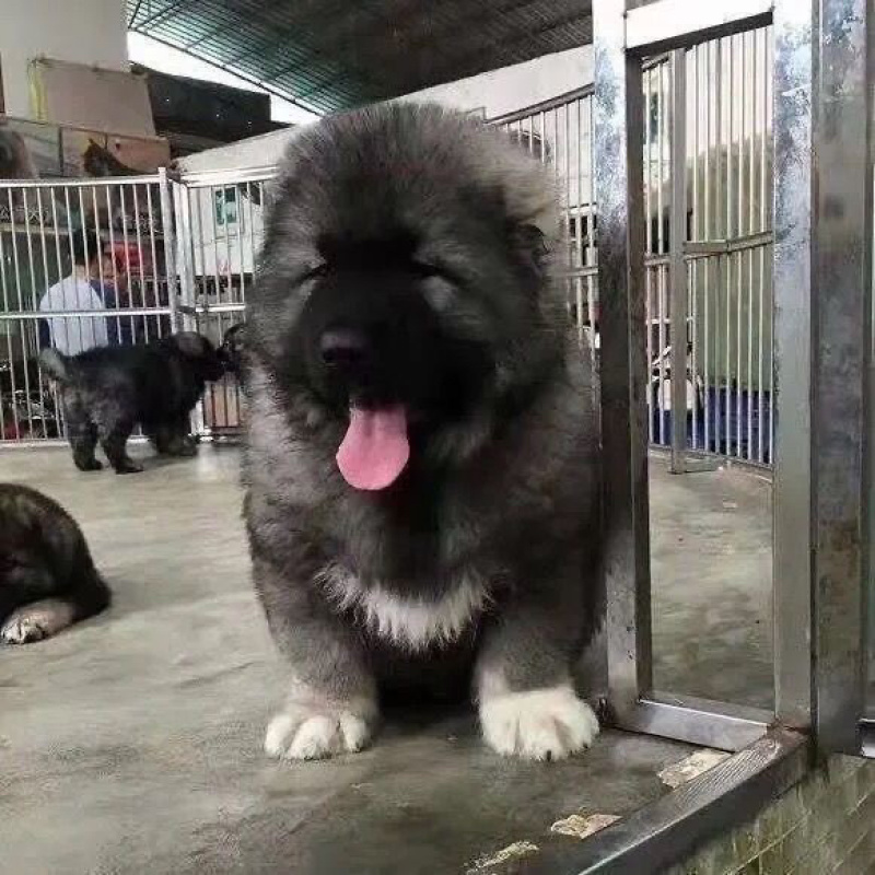 高加索犬高加索幼犬巨型纯种熊版高加索猛犬俄罗斯大型犬