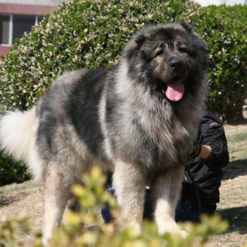 高加索犬高加索幼犬巨型纯种熊版高加索猛犬俄罗斯大型犬