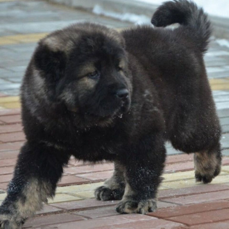 高加索犬高加索幼犬巨型纯种熊版高加索猛犬俄罗斯大型犬