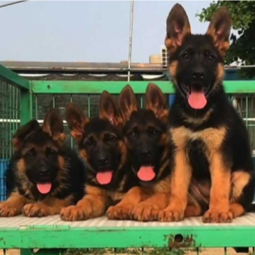 牧羊犬纯种三个月纯幼犬狼狗警犬幼崽锤系黑背犬幼犬弓背