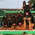 牧羊犬纯种三个月纯幼犬狼狗警犬幼崽锤系黑背犬幼犬弓背