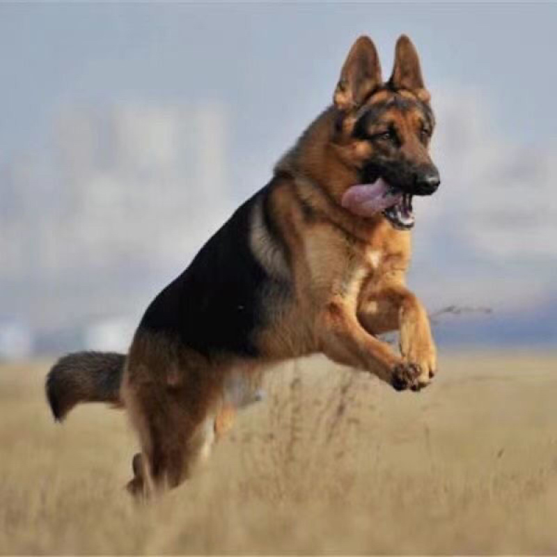 牧羊犬纯种三个月纯幼犬狼狗警犬幼崽锤系黑背犬幼犬弓背