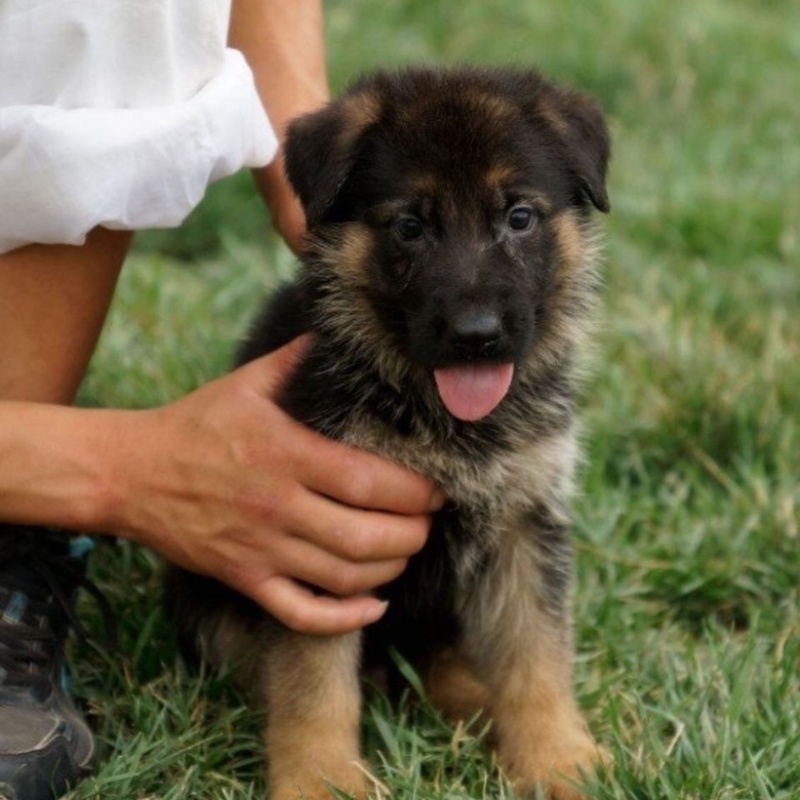 牧羊犬纯种三个月纯幼犬狼狗警犬幼崽锤系黑背犬幼犬弓背