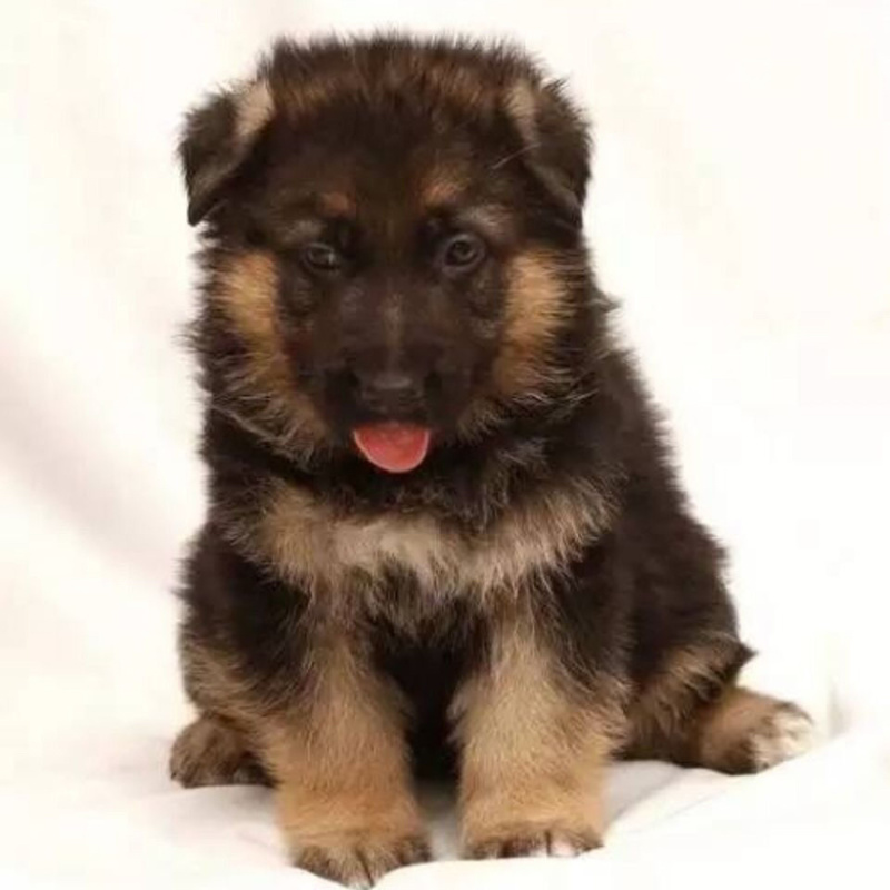 牧羊犬纯种三个月纯幼犬狼狗警犬幼崽锤系黑背犬幼犬弓背