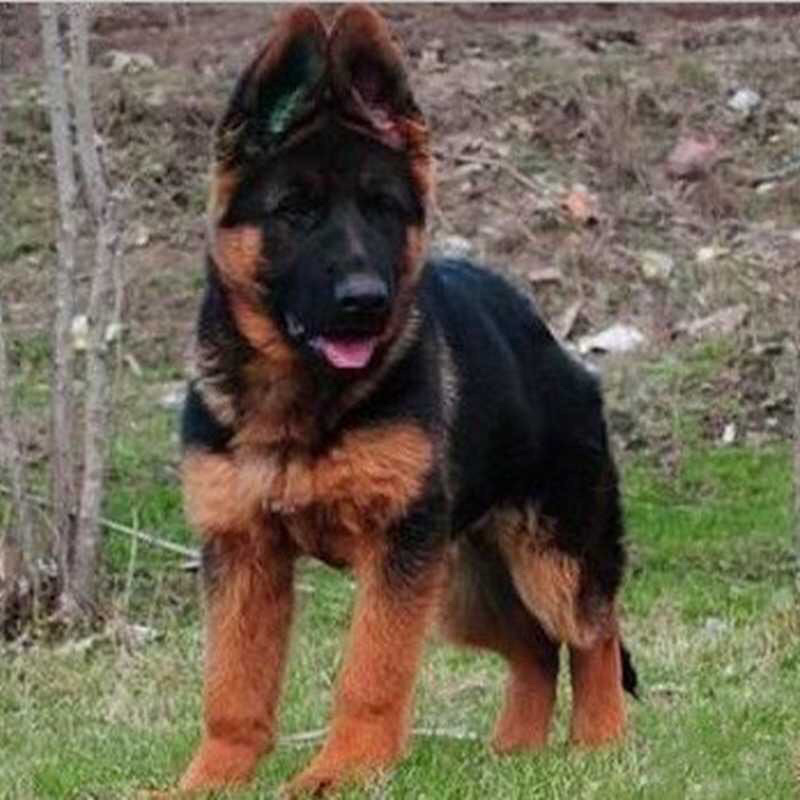 牧羊犬纯种三个月纯幼犬狼狗警犬幼崽锤系黑背犬幼犬弓背