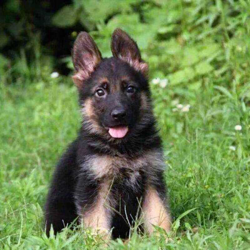 牧羊犬纯种三个月纯幼犬狼狗警犬幼崽锤系黑背犬幼犬弓背