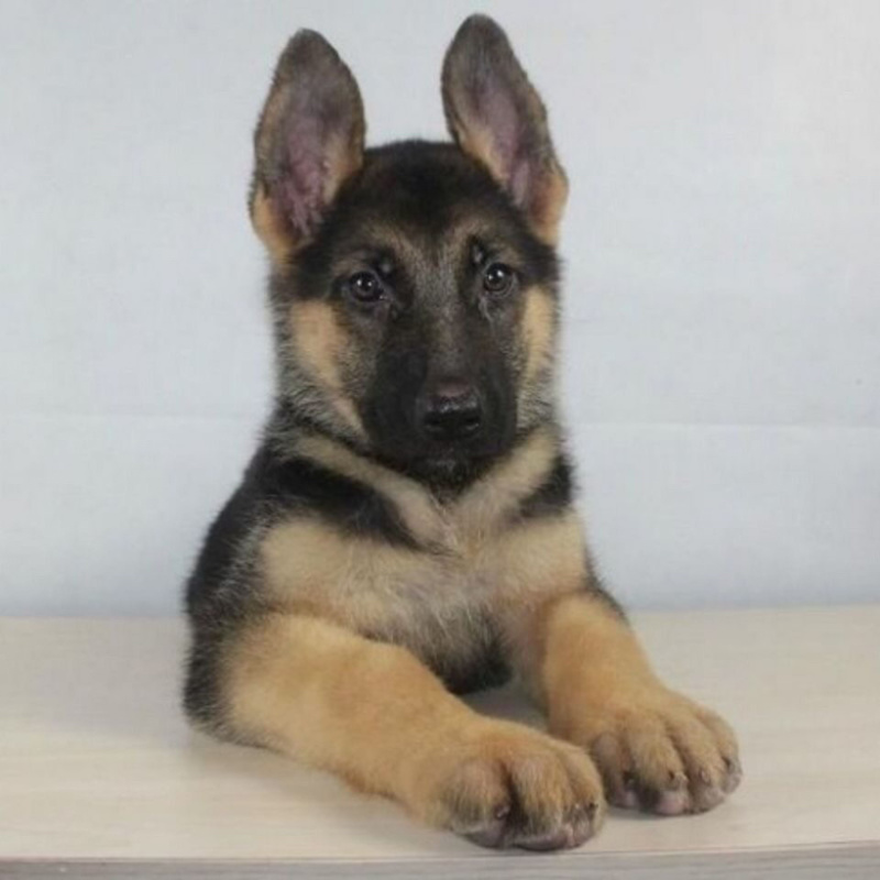 牧羊犬纯种三个月纯幼犬狼狗警犬幼崽锤系黑背犬幼犬弓背