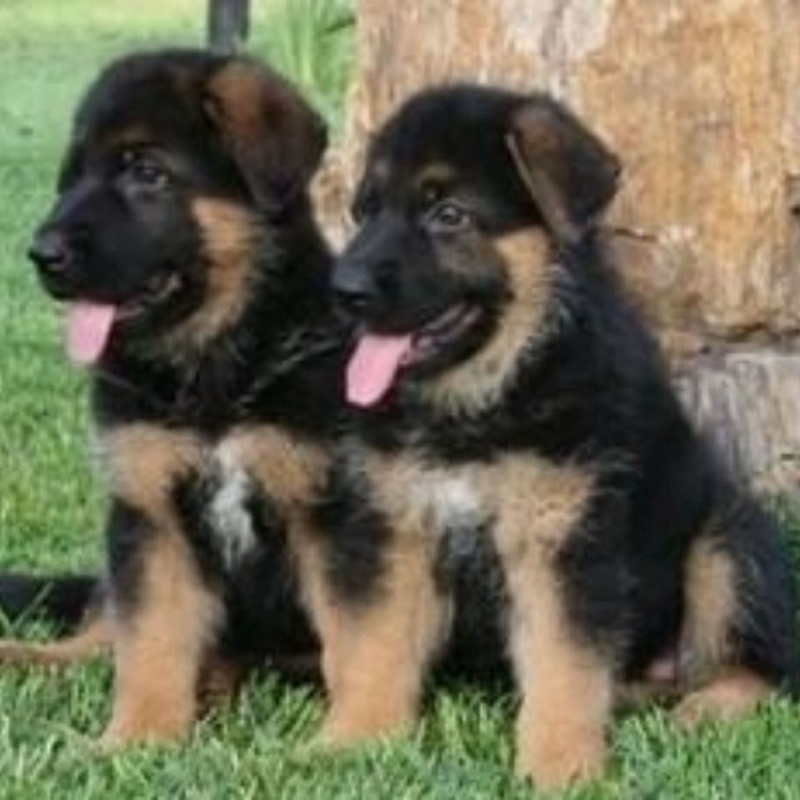 牧羊犬纯种三个月纯幼犬狼狗警犬幼崽锤系黑背犬幼犬弓背