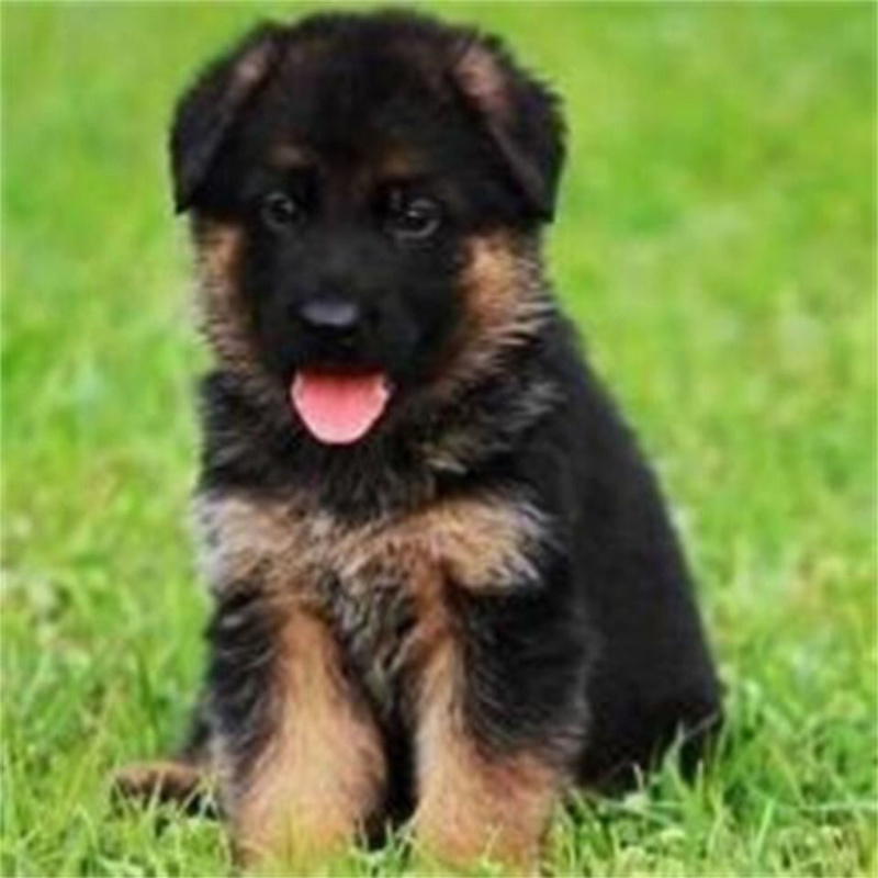 牧羊犬纯种三个月纯幼犬狼狗警犬幼崽锤系黑背犬幼犬弓背