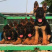 牧羊犬纯种三个月纯幼犬狼狗警犬幼崽锤系黑背犬幼犬弓背