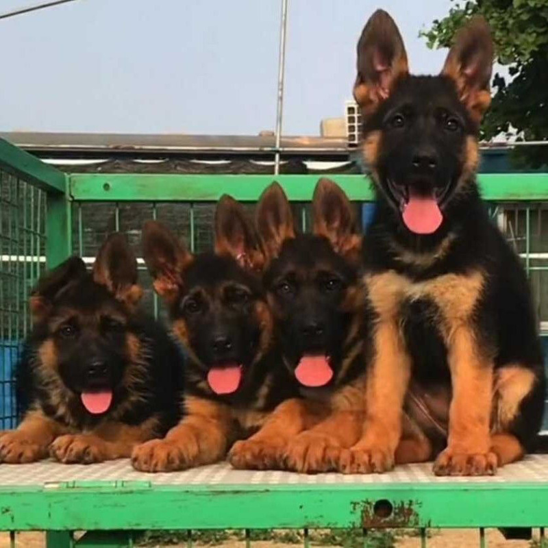 牧羊犬纯种三个月纯幼犬狼狗警犬幼崽锤系黑背犬幼犬弓背