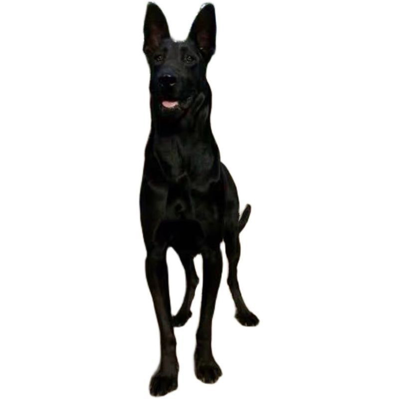 纯种黑狼犬大型犬幼犬三个月中华墨界黑狼犬纯黑色黑狼犬