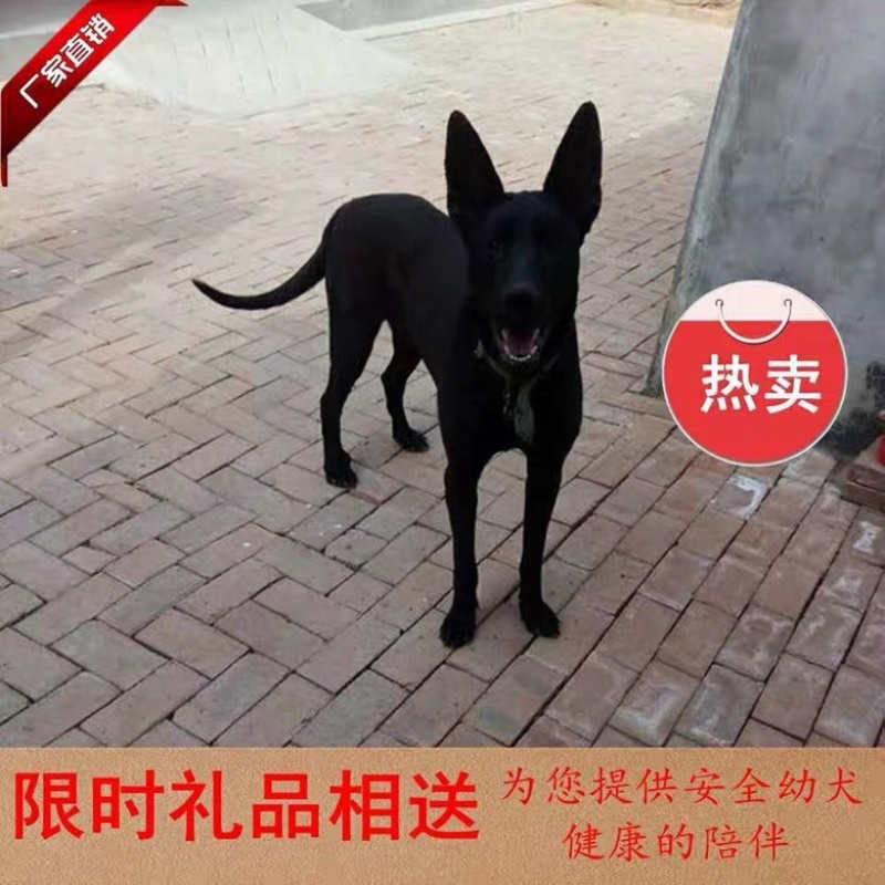 纯种黑狼犬大型犬幼犬三个月中华墨界黑狼犬纯黑色黑狼犬