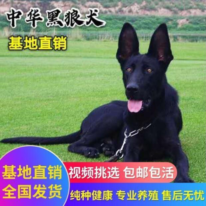 纯种黑狼犬大型犬幼犬三个月中华墨界黑狼犬纯黑色黑狼犬