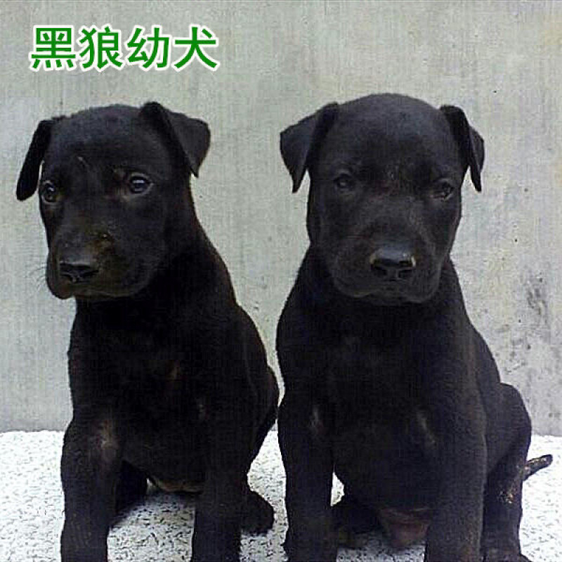 纯种黑狼犬大型犬幼犬三个月中华墨界黑狼犬纯黑色黑狼犬