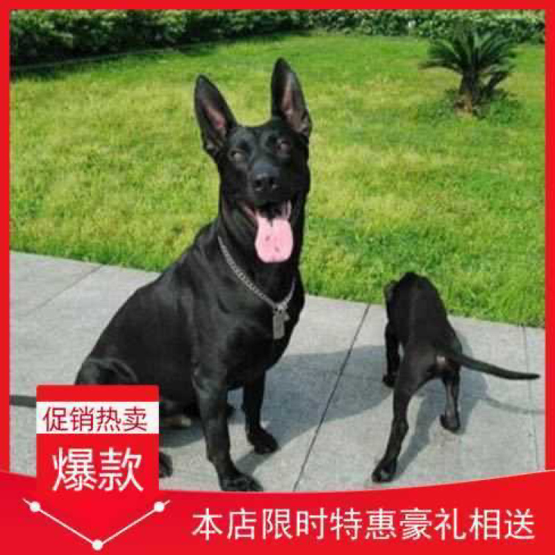 纯种黑狼犬大型犬幼犬三个月中华墨界黑狼犬纯黑色黑狼犬